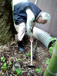 竹の子（モウソウチク）を掘っているところ